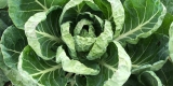 Brussels Sprouts Production Agriculture